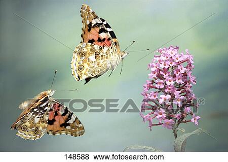 Close-up of Small Tortoiseshell (Aglais urticae) butterflies flying over flower View Large Photo Image Stock Photo - Close-up of Small Tortoiseshell (Aglais urticae) butterflies flying over flower . Fotosearch