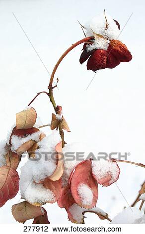 Close-up of snow on dried rose plant View Large Photo Image Stock Image - Close-up of snow on dried rose plant . Fotosearch
