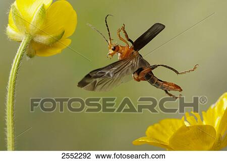 Stock Image - Close-up of Soldier Beetle flying over flower . Fotosearch