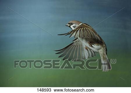Close-up of sparrow in flight View Large Photo Image Stock Image - Close-up of sparrow in flight . Fotosearch