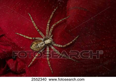 Stock Image - Close-up of spider of Philodromus aureolus on flower . Fotosearch