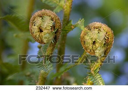 Stock Photo - Close-up of sprout of lady fern . Fotosearch