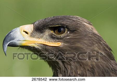 Stock Image - Close-up of Steppe eagle (Aquila nipalensis), Main-Kinzig-Kreis, Hesse, Germany . Fotosearch
