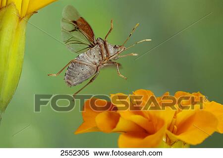 Stock Photography - Close-up of stink bug of Arma custos flying over flower . Fotosearch