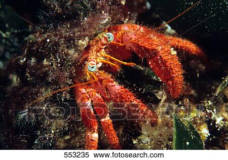 Stock Photography - Close-up of Striated Hermit crab (Dardanus Arrosor) underwater, Croatia . Fotosearch