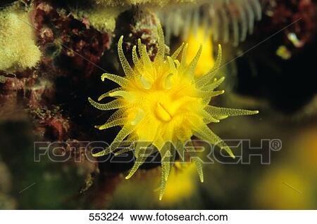 Picture - Close-up of Sunset cup coral (Leptopsammia pruvoti) underwater, Croatia . Fotosearch