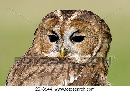 Close-up of Tawny Owl (Strix aluco), Main-Kinzig-Kreis, Hesse, Germany View Large Photo Image Picture - Close-up of Tawny Owl (Strix aluco), Main-Kinzig-Kreis, Hesse, Germany . Fotosearch