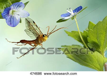 Stock Photograph - Close-up of Tenthredopsis sordida flying near flower . Fotosearch