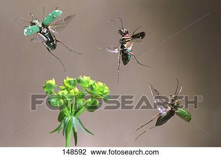 Stock Image - Close-up of three Green Tiger Beetles (Cicindela campestris) flying over flower . Fotosearch