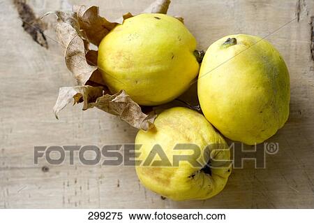 Close-up of three guavas View Large Photo Image Stock Photography - Close-up of three guavas . Fotosearch