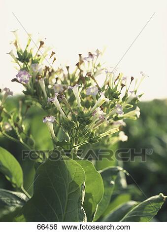 Stock Photograph - Close-up of tobacco plant . Fotosearch