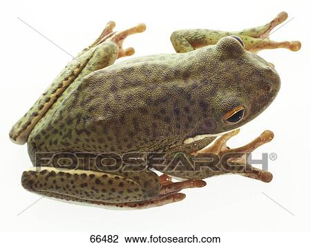 Close-up of tree frog on white background View Large Photo Image Stock Image - Close-up of tree frog on white background . Fotosearch