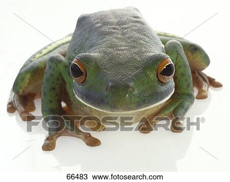 Close-up of tree frog on white background View Large Photo Image Stock Image - Close-up of tree frog on white background . Fotosearch