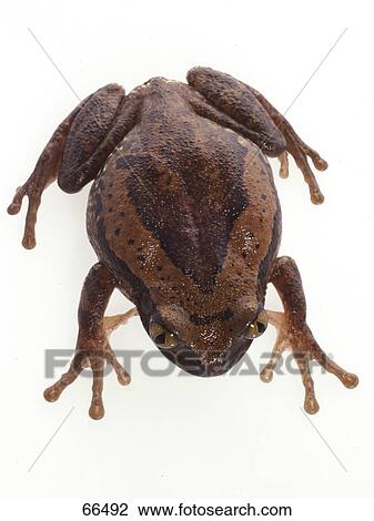Close-up of tree frog on white background View Large Photo Image Stock Image - Close-up of tree frog on white background . Fotosearch