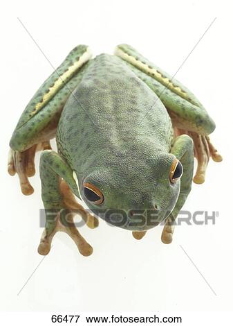 Close-up of tree frog on white background View Large Photo Image Stock Photo - Close-up of tree frog on white background . Fotosearch