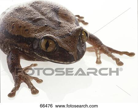Close-up of tree frog on white background View Large Photo Image Stock Photograph - Close-up of tree frog on white background . Fotosearch