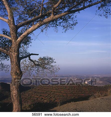 Stock Image - Close-up of tree overlooking valley, Cyprus . Fotosearch
