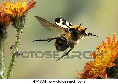 Picture - Close-up of Trichiinae beetle hovering over flower . Fotosearch
