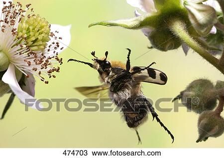 Close-up of Trichiinae beetle hovering over flower View Large Photo Image Stock Image - Close-up of Trichiinae beetle hovering over flower . Fotosearch