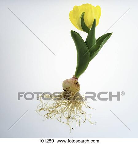 Close-up of tulip flower with roots against white background View Large Photo Image Stock Image - Close-up of tulip flower with roots against white background . Fotosearch