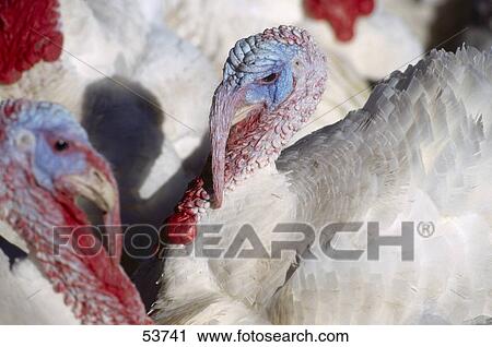 Close-up of turkeys View Large Photo Image Stock Image - Close-up of turkeys . Fotosearch