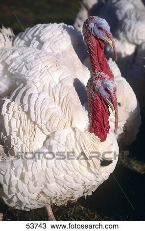Close-up of turkeys View Large Photo Image Stock Image - Close-up of turkeys . Fotosearch