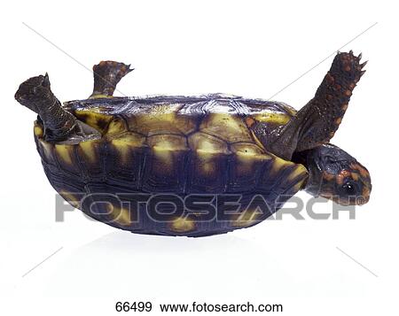 Stock Photo - Close-up of turtle lying on its back . Fotosearch