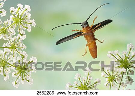 Stock Photograph - Close-up of Twin Spot Longhorn beetle (Oberea oculata) flying over flower . Fotosearch