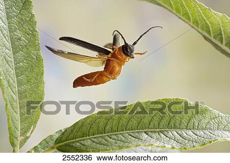 Stock Photograph - Close-up of Twin Spot Longhorn beetle (Oberea oculata) flying over leaf . Fotosearch