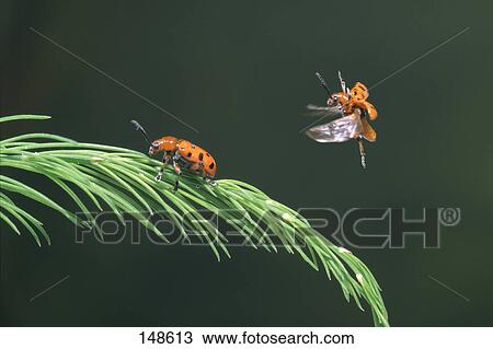 Close-up of two Asparagus beetles (Crioceris asparagi) on asparagus fern View Large Photo Image Stock Image - Close-up of two Asparagus beetles (Crioceris asparagi) on asparagus fern . Fotosearch