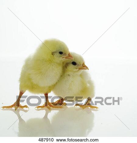 Close-up of two chicks against white background View Large Photo Image Stock Image - Close-up of two chicks against white background . Fotosearch
