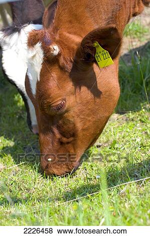 Stock Photo - Close-up of two cows grazing grass in field . Fotosearch