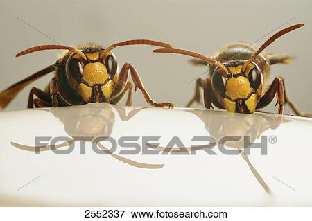 Close-up of two folding wasps View Large Photo Image Stock Photo - Close-up of two folding wasps . Fotosearch
