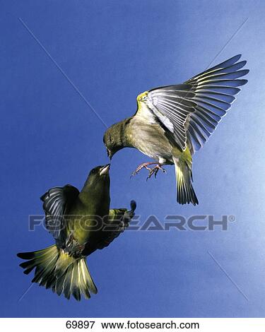 Close-up of two Greenfinch (Carduelis chloris) birds in flight View Large Photo Image Stock Photo - Close-up of two Greenfinch (Carduelis chloris) birds in flight . Fotosearch