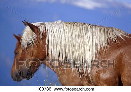 Close-up of two horses View Large Photo Image Stock Photograph - Close-up of two horses . Fotosearch