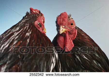 Close-up of two roosters View Large Photo Image Stock Image - Close-up of two roosters . Fotosearch
