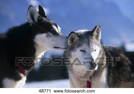 Close-up of two Sibirian husky View Large Photo Image Stock Image - Close-up of two Sibirian husky . Fotosearch