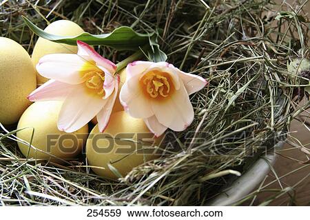 Close-up of two tulip flowers and Easter eggs in nest View Large Photo Image Stock Photo - Close-up of two tulip flowers and Easter eggs in nest . Fotosearch