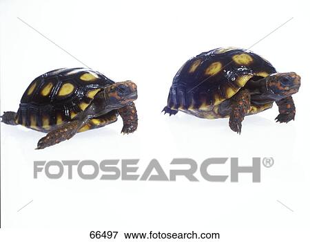 Stock Photo - Close-up of two turtles on white background . Fotosearch