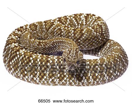 Stock Photography - Close-up of Uracoan rattlesnake (Crotalus durissus vegrandis) on white background . Fotosearch