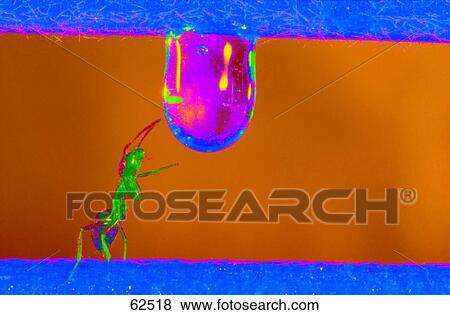 Close-up of wasp drinking water View Large Photo Image Stock Photo - Close-up of wasp drinking water . Fotosearch