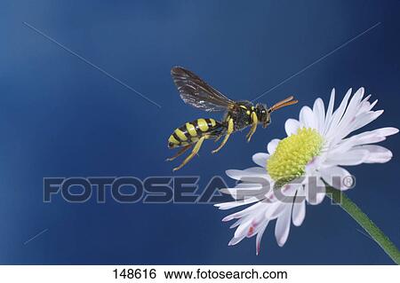 Close-up of wasp flying over daisy flower View Large Photo Image Stock Photograph - Close-up of wasp flying over daisy flower . Fotosearch