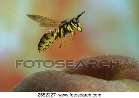Stock Photo - Close-up of wasp flying over flower . Fotosearch