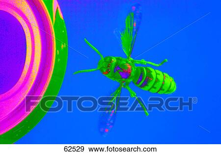 Stock Photo - Close-up of wasp flying over tin can . Fotosearch