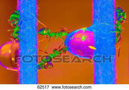Stock Photo - Close-up of wasps drinking water . Fotosearch