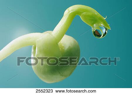 Close-up of waterdrop on seedling of pea View Large Photo Image Stock Image - Close-up of waterdrop on seedling of pea . Fotosearch