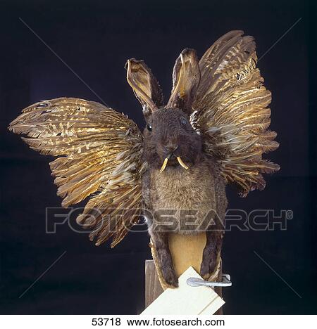 Close-up of Wolpertinger (Crisensus bavaricus)  View Large Photo Image Stock Photo - Close-up of Wolpertinger (Crisensus bavaricus) . Fotosearch