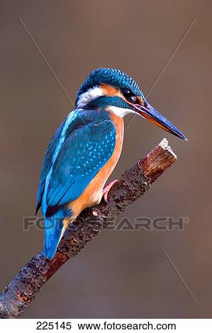 Stock Photography - Common Kingfisher (Alcedo atthis) bird perching on branch, Germany . Fotosearch