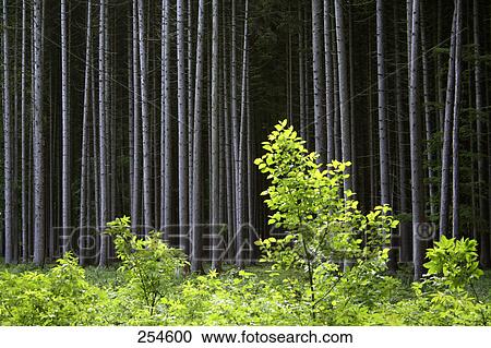 Stock Image - Coniferous trees in forest . Fotosearch