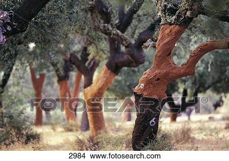 Picture - Cork Oak (Quercus suber) trees in field, Grandola, Alentejo, Portugal . Fotosearch